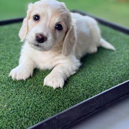 Clyde - Cream male Dachshund puppy in Saginaw, Texas from Saginaw Dachshunds