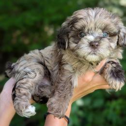Riptide - Merle male Shihpoo puppy in Coshocton, Ohio from Forever Family Puppies