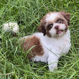 Shih Tzus from Primmnproper Shih tzus