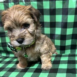 APOLLO - Red brindle male Havanese puppy in North Richland Hills, Texas from A Royal Havanese Court