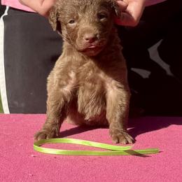 Green male - Brown male Chesapeake Bay Retriever puppy in Houston, Texas from Monarch Chesapeakes