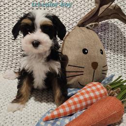 Boy 2 - Merle male Bernedoodle puppy in Schertz, Texas from Kat's Teddydoodles