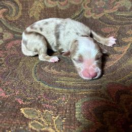 Boy 1 - Red merle male Miniature Australian Shepherd puppy in Hokes Bluff, Alabama from Alegria Toy Aussies