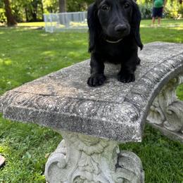Dachshund Puppies from Barks and Burrows