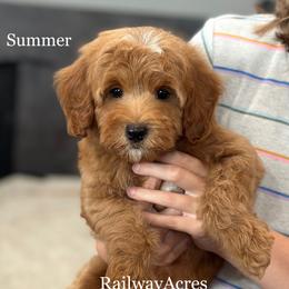 Summer-Petite - Red  female Goldendoodle puppy in Milford, Indiana from Railway Acres Kennel