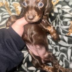 Dachshund Puppies from Garland Weens