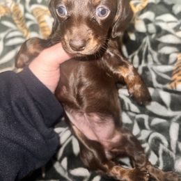Dachshund Puppies from Garland Weens