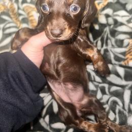 Dachshund Puppies from Garland Weens