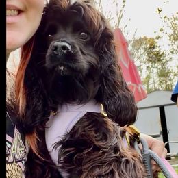 Olive - Cocker Spaniel