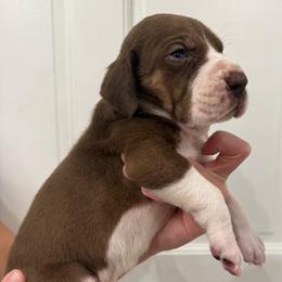 Mortar - Chocolate and white male Great Dane puppy in Florida from Beachside Kennels