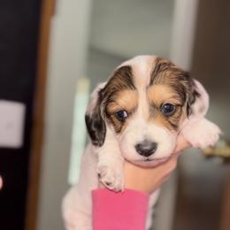 Black And Tan Piebald Female - Piebald female Dachshund puppy in Blackstone, Virginia from Cheyenne's Dachshunds