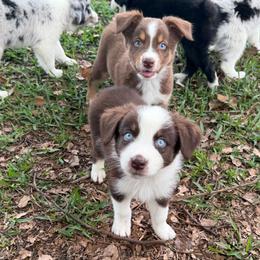 Boy 3 - Red tri-color male Australian Shepherd puppy in Lakeland, Florida from Infinite Aussies