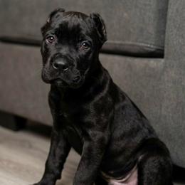 Brenda - Black brindle female Cane Corso puppy in Haslet, Texas from Trained To Go Corso Kennels (T.T.G. Corso Kennels)