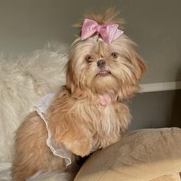 Shih Tzus from Lil’ Bit’s Shih Tzu