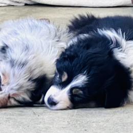 Australian Shepherd Puppies from SS Australian Shepherds