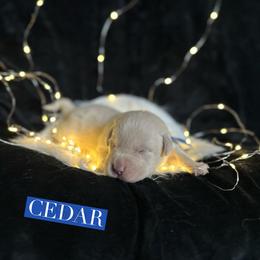 Cedar - Champagne male Dilute Retriever puppy in Forest City, Iowa from Helm Labs