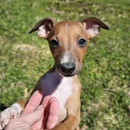 Boy 2 - Red male Italian Greyhound puppy in Phillips, Maine from Maplewood Italian Greyhounds