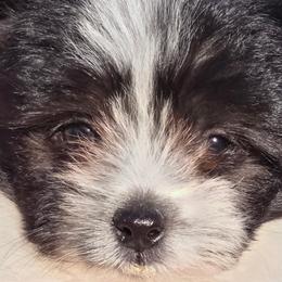 Pomeranians and Shihpoos from Lisas Pomeranians