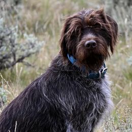 Wirehaired Pointing Griffons from Star•CH Wirehaired Pointing Griffons
