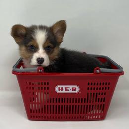 Leo (bluie) - Black and tan male American Corgi puppy in Waco, Texas from The Comma Corgis