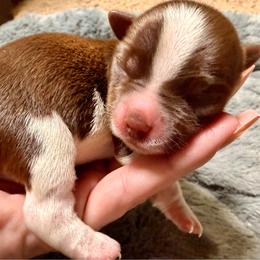 Chocolate and white boy - Parti male Yorkshire Terrier puppy in Dallas, North Carolina from Yorkie Fever