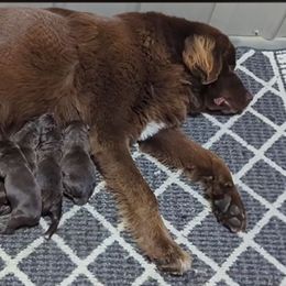 Male 3 - Brown male Newfoundland puppy in Burfordville, Missouri from Umfleet Farms