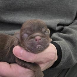 Tracy - Liver female Shih Tzu puppy in Carrollton, Ohio from Becker Hollow