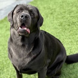Doug - Labrador Retriever