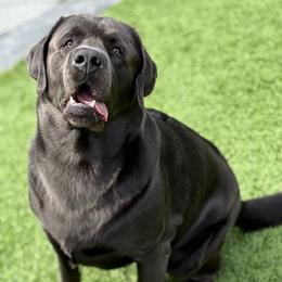 Doug - Labrador Retriever