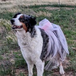 Ginny - Australian Shepherd