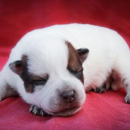 Castiel - Red speckled male Australian Cattle Dog puppy in Runnels County, Texas from MC Heelers & Aussies
