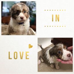 Aussiedoodle Puppies from Ohana Companions