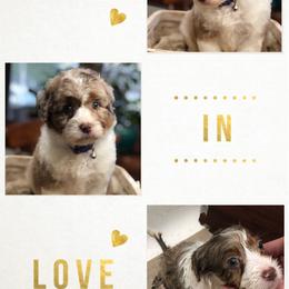 Aussiedoodle Puppies from Ohana Companions