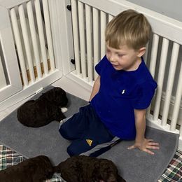 Portuguese Water Dog Puppies from Infiniti