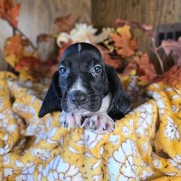 Viserys - Black and white male Basset Hound puppy in Valley, Washington from Enchanted Valley Paws
