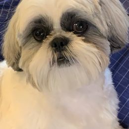 Shih Tzu Puppies from Willow Lane Shih Tzus