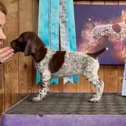 Aurora - Liver and white female German Shorthaired Pointer puppy in North Branch, Minnesota from Chrishelle Farm
