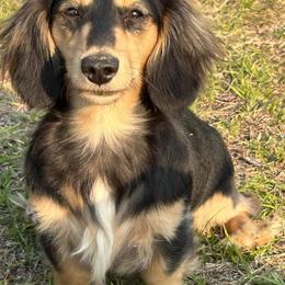 Miracle - Dachshund