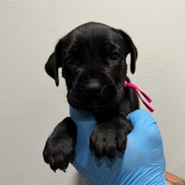 Black Female 2 - Black female Cane Corso puppy in Cashion, Oklahoma from APEXOK Cane Corsos LLC