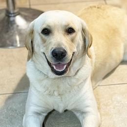 Ray - Labrador Retriever