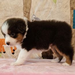 Topaz - Red tri-color female Miniature American Shepherd puppy in Hume, Virginia from Shadow Fox Farm