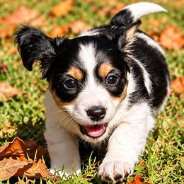 Milkshake 2800 - Piebald male Dachshund puppy in Hendersonville, North Carolina from Snarky Doxy Miniature Dachshunds