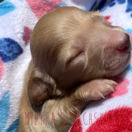 Hello kitty - Red Dachshund puppy in Orem, Utah from Miekca’s Dachshunds
