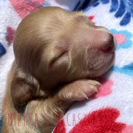 Hello kitty - Red Dachshund puppy in Orem, Utah from Miekca’s Dachshunds