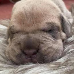 Cane Corso Puppies from Altiere Cane Corso