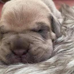 Cane Corso Puppies from Altiere Cane Corso