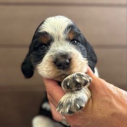Sparrow - Black white and tan female English Springer Spaniel puppy in Robesonia, Pennsylvania from Rogue Mountain Manor