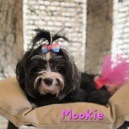 Yorkshire Terrier puppies from Northern Colorado Yorkies