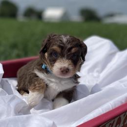 Boy 4 - Red tri-color Aussiedoodle puppy in Higginsville, Missouri from Davis Creek Kennel