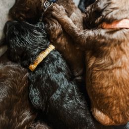 Aussiedoodle Puppies from Friendship Family Farm